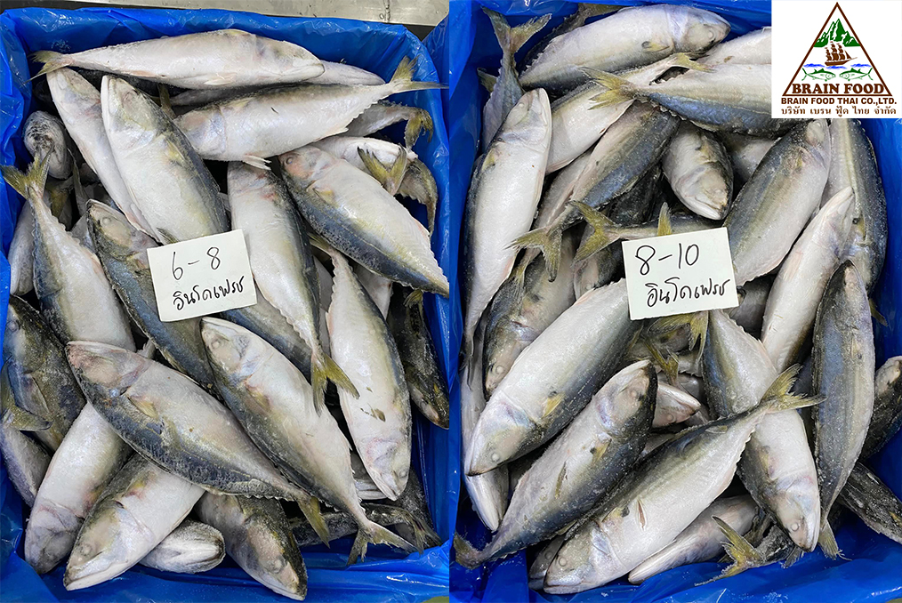 รายการสินค้า ปลาทูสดแช่แข็ง รายสัปดาห์ (Frozen Indian Mackerel) (20-พ.ย.-2565)